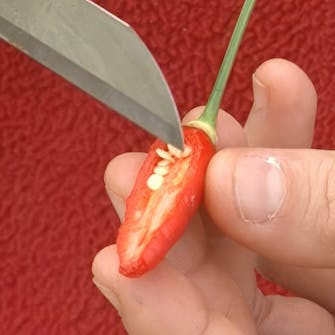 chili planter frø chili planter frø